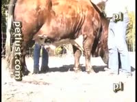 A cowboy copulates his cow in the sun